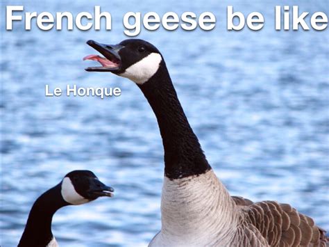 18 Funny Canada Goose Memes Factory Memes