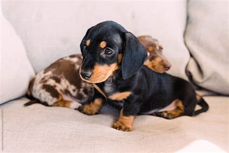 Black And Tan Dachshund Puppy In Front Of A Dappled Puppy By Stocksy