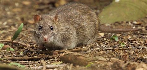 New Research Reveals Migration Patterns Of Brown Rats