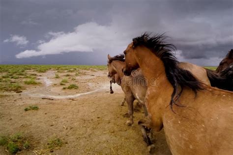 Wild Mustang Horse Running Stock Photo Image Of Golden 104093436