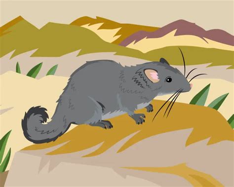 Laotian Rock Rat Facts Diet Habitat And Pictures On Animaliabio