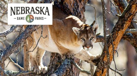 Commissioners Approve A 2024 Mountain Lion Season