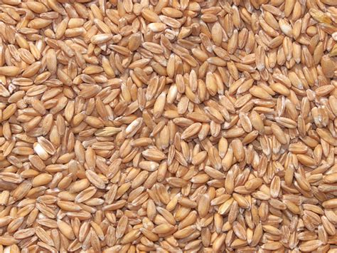 Why Ancient Grains Are A Modern Craze Food And Nutrition Education Lab