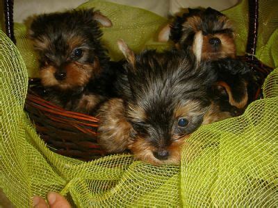 6th year anniversary super promo !!!! Tiny teacup yorkie puppies for free adoption