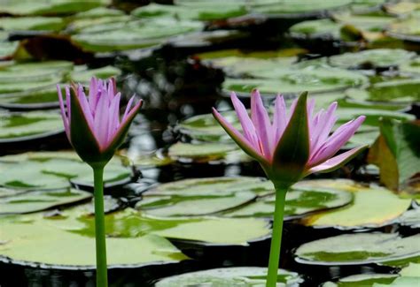 Maybe we did not order their best dishes? HOW TO GROW WATER LILIES |The Garden of Eaden