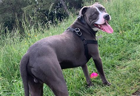 Blue Nose Pitbull All You Want To Know About Blue Nose Terrier