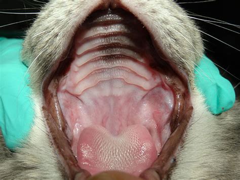 Prevent And Treat Feline Stomatitis In Cats With Vdc Atlanta