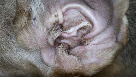 It's common for dogs to get yeast infections in their paws. What Are Dog Ear Mites and How to Get Rid of Them Naturally