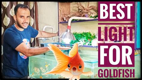 Best Light For Goldfish How To Keep Goldfish In Aquarium How To