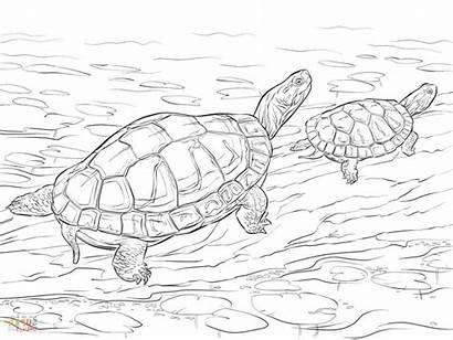 Coloring Turtle Pages Realistic Adults