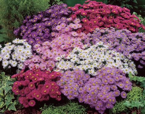 17 Stunning Plants That Bloom All Summer Long Remodeling Expense