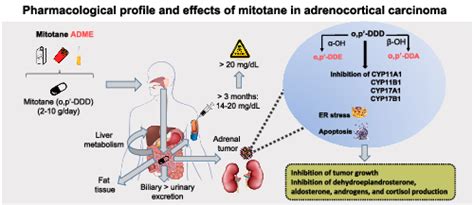 Pharmacological Profile And Effects Of Mitotane In Adrenocortical