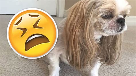 Dog Gets Hilariously Bad Haircut Whats Trending Now Youtube