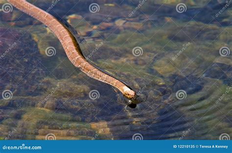Serpiente De Agua Norteña De Brown Imagen De Archivo Imagen De