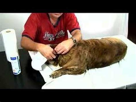 Areas waggin tails pomeranian and english bulldog rescue serves. How To Clean Your Bulldogs Ears - YouTube
