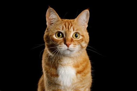 Feline 411 All About Ginger Tabby Cats