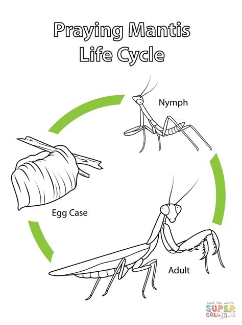 Life Cycle Of Praying Mantis Super Coloring Praying Mantis Life