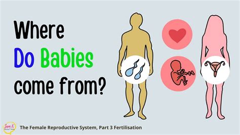 Fertilization Process Explained Animation The Female Reproductive