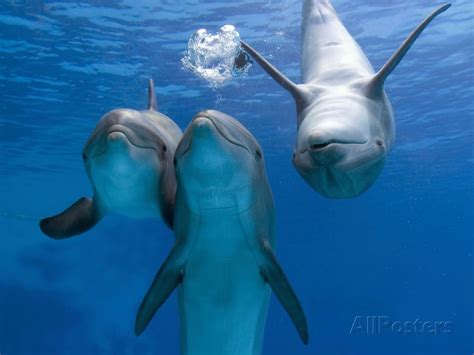 Bottlenose Dolphins Three Playing Underwater Photographic Print