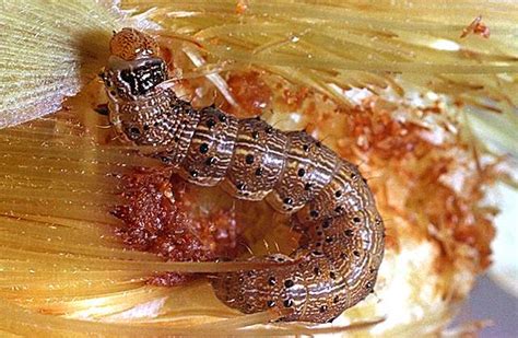 Hop Corn Earworm Pacific Northwest Pest Management Handbooks