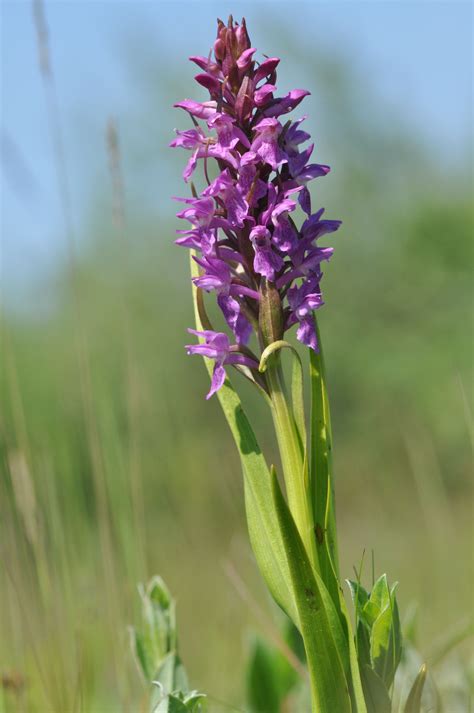 Discover our mobile app ! De orchideeën van Waterland - Noord-Holland