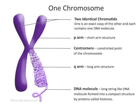 Chromosome Structure Teaching Biology Biology Biology Lessons