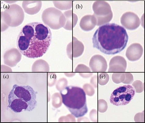 Morphological Classes Of Leukocytes A Eosinophilb Lymphocyte C