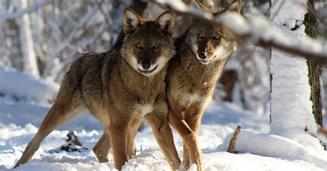 North Carolinas Red Wolf Is Again On The Verge Of Disappearing From