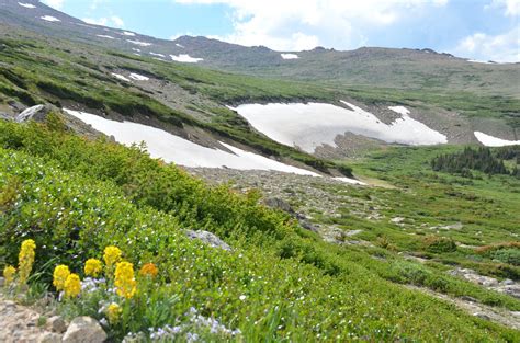 Flour Sack Mama Rocky Mountain Alpine Tundra Wildflowers