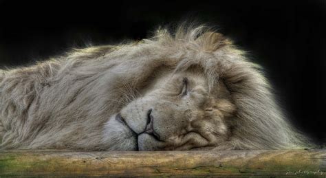 Photo Of Lion Sleeping Hd Wallpaper Wallpaper Flare