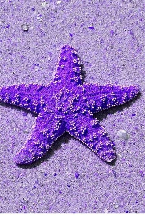 Purple Starfish Purple Love All Things Purple Purple Lilac Shades Of