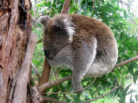 Sleepy Koala Hayvan Gece