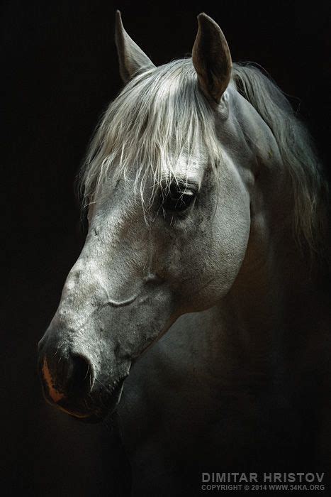 Image Result For Horse Head Art Inspiration Horses Horse