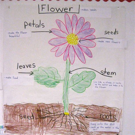 Anchor Chart Flower Parts Parts Of A Flower Anchor