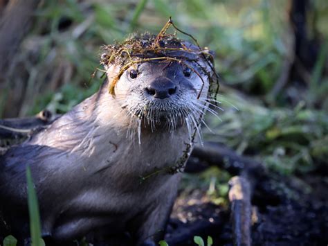 North American River Otter Lontra Canadensis Putah Creek Council