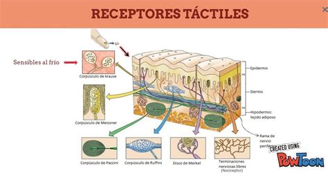 Que Es El Sentido Del Tacto Acido