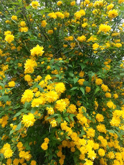 Free Images Nature Flower Produce Evergreen Botany Yellow Flora