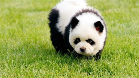 Panda Chow Puppy
