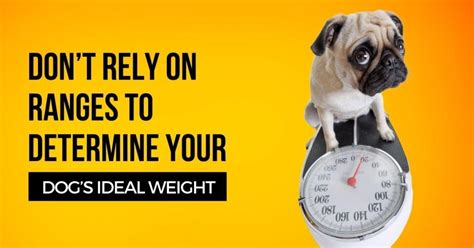 Dont Rely On Ranges To Determine Your Dogs Ideal Weight Dog Endorsed