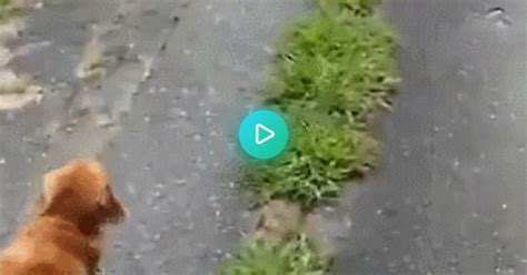 Owner Fakes Fainting To See What Their Dog Would Do  On Imgur