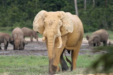 Elefante Africano De Bosque El 16 De Septiembre De 2019 A Las 1443 Por