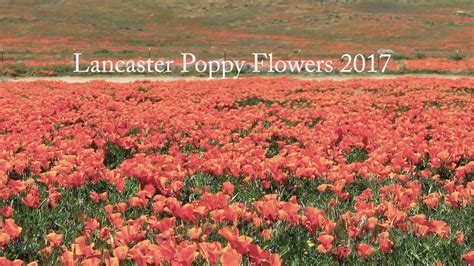 Lancaster Poppy Flowers 2017 Youtube