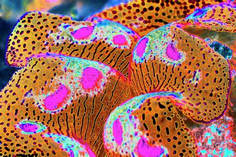 Giant Clam Photograph By Georgette Douwma Science Photo Library Pixels