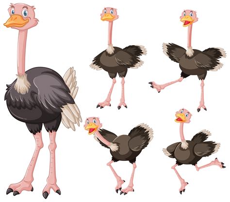 Set Of Cute Ostrich Cartoon Character 1268873 Vector Art At Vecteezy