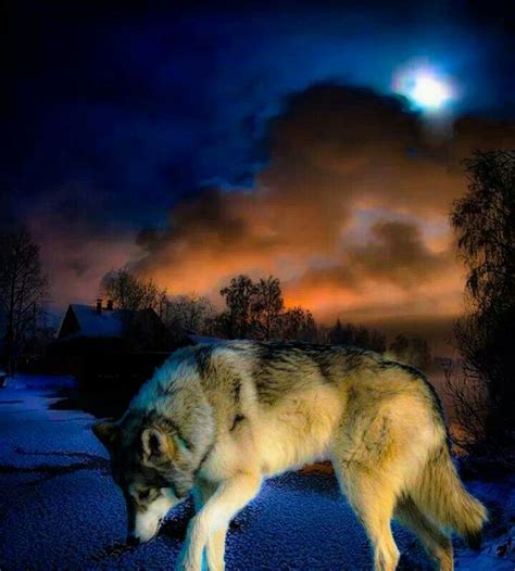 Great Picture Wolf Painting Wolf Art Pictures