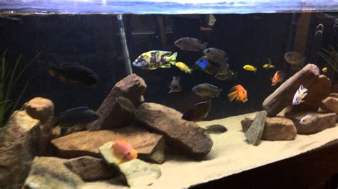 My 210 Gallons Cichlid Tank Youtube