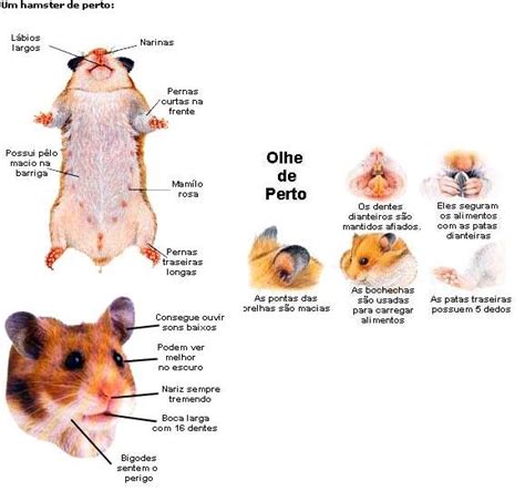 Arriba Foto Como Saber Si Un Hámster Es Macho O Hembra Cena Hermosa