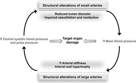 Interaction Between Hypertension And Arterial Stiffness Hypertension