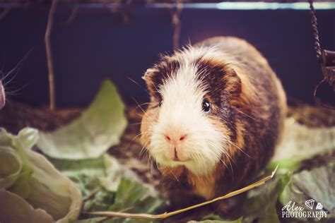 The Guinea Pig Daily Jimmy