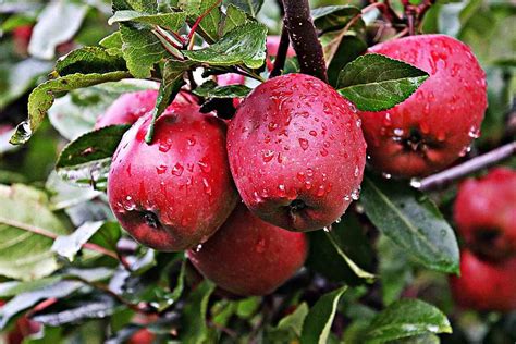 Organic Apple Farming Cultivation Practices Agri Farming